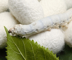 Silk yarn for Carpets & Rugs
